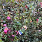 Floral bush with Apple Blossom Camellia flowers and green leaves, with small tags attached.
