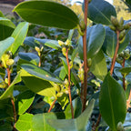 Close-up of green leaves and buds on an Apple Blossom Camellia