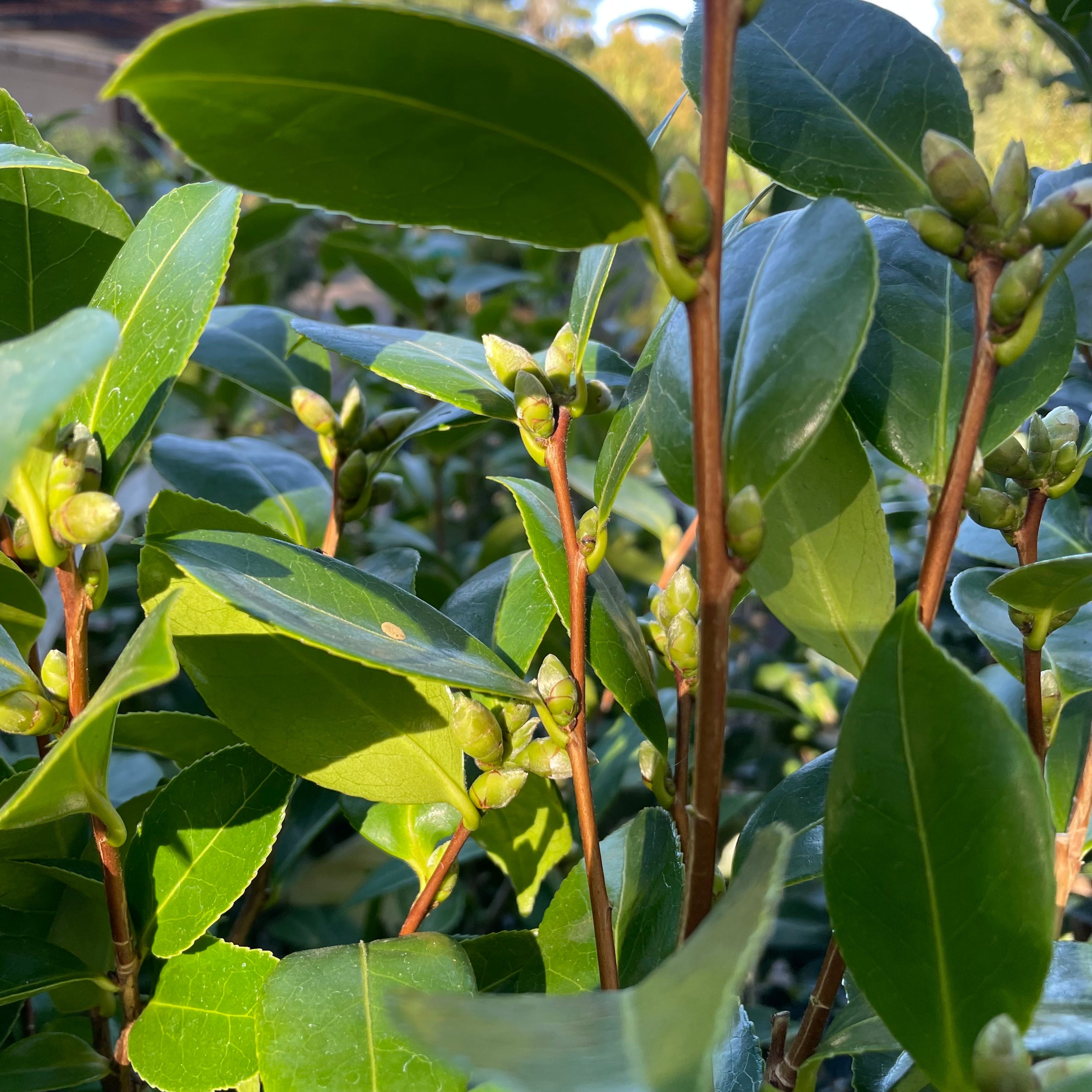 Close-up of green leaves and buds on an Apple Blossom Camellia