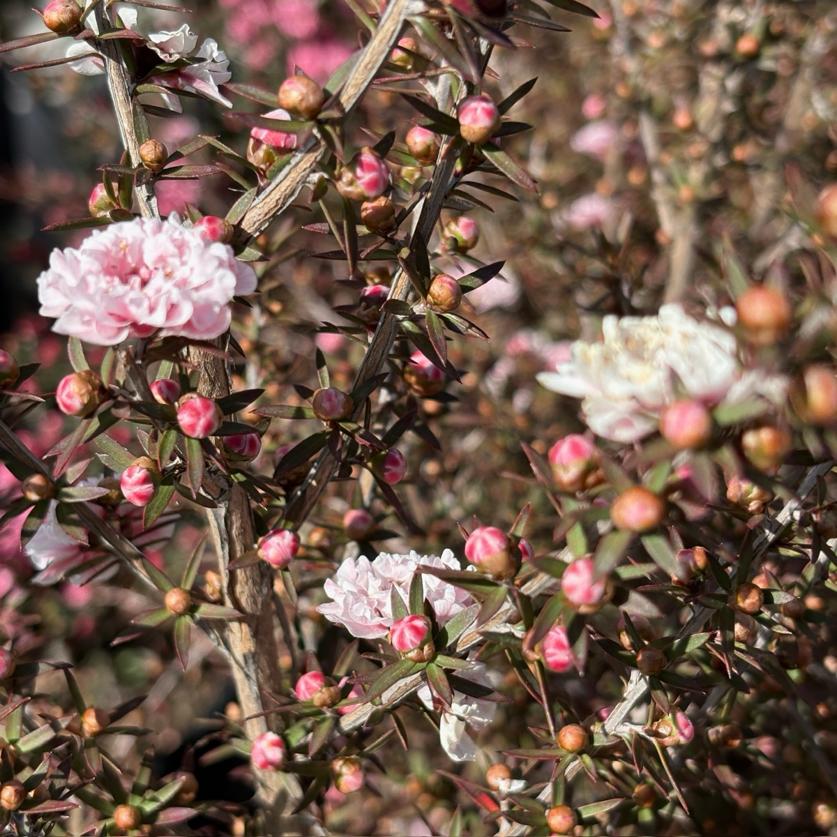 Apple Blossom New Zealand Tea Tree | Double Pink Flowering Apple Blossom New Zealand Tea Tree | Double Pink Flowering