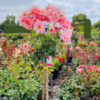 Apricot Candy Hybrid Tea Rose