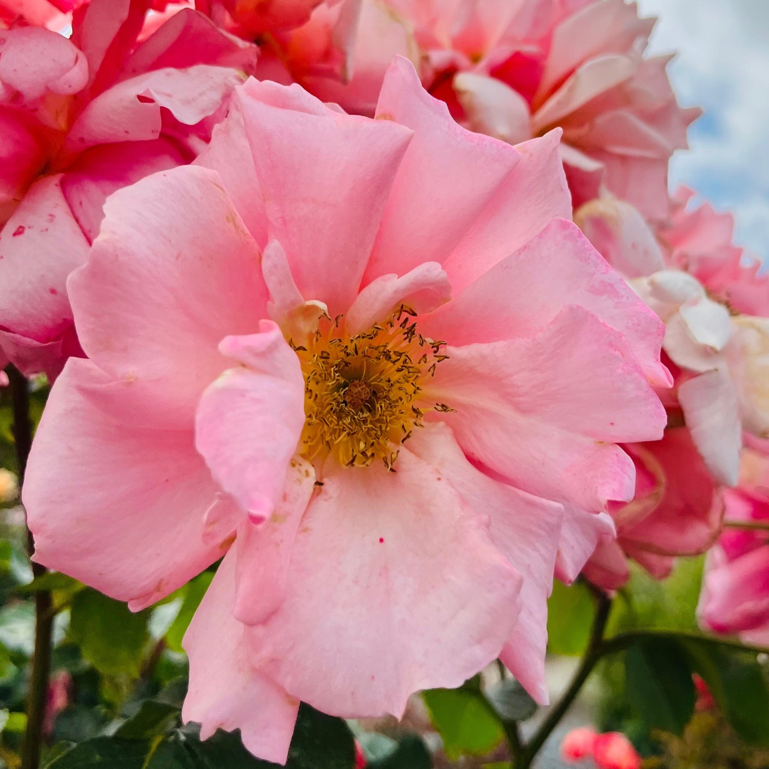 Apricot Candy Hybrid Tea Rose