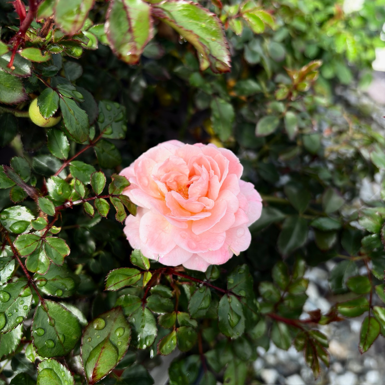 Apricot Drift Rose surrounded by green leaves with water droplets on a blurred background