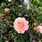 Pink Apricot Drift Rose with green foliage in the background