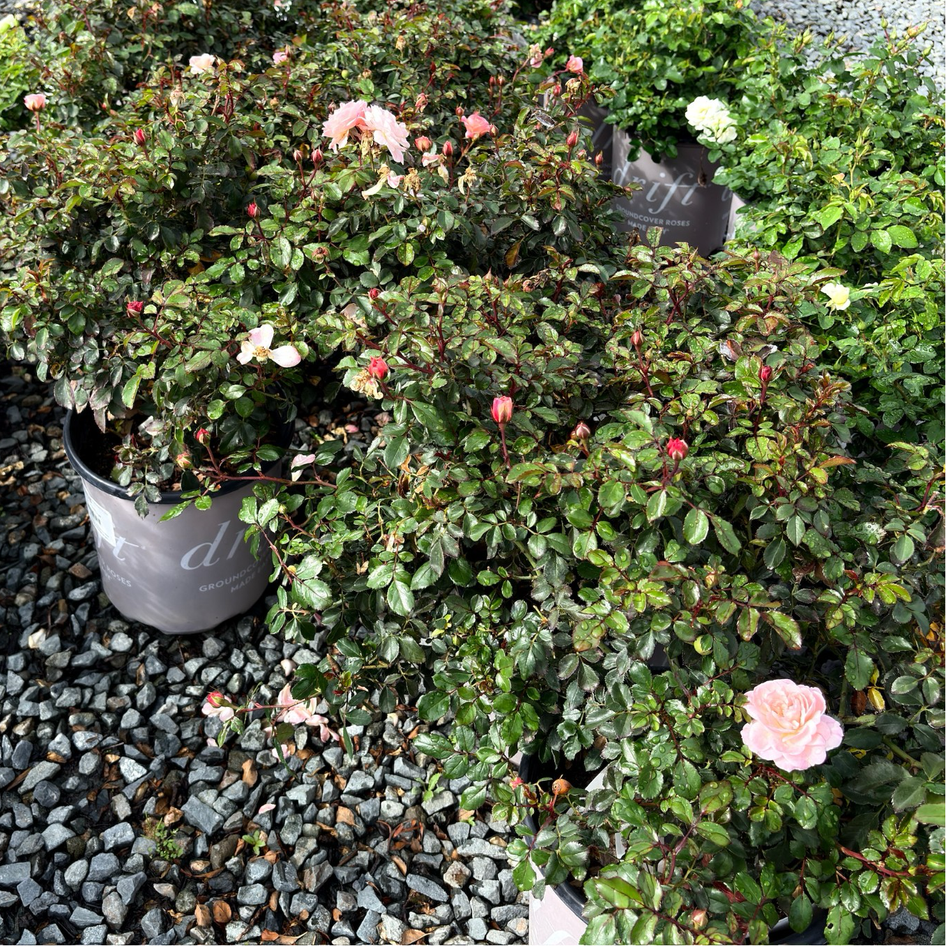 Potted Apricot Drift Rose with pink flowers on a gravel surface