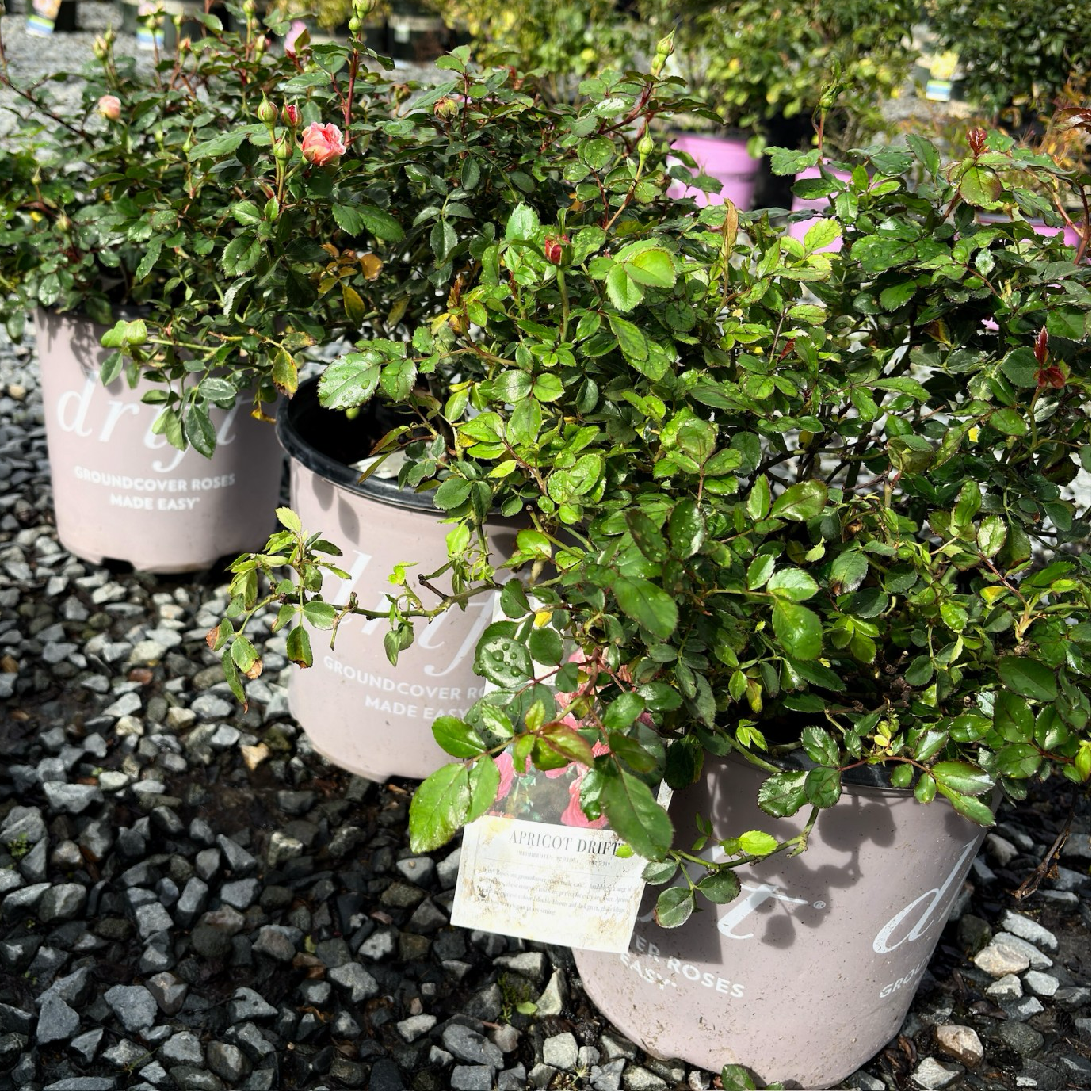 Potted Apricot Drift Rose in a nursery setting with gravel ground and other plants in the background.