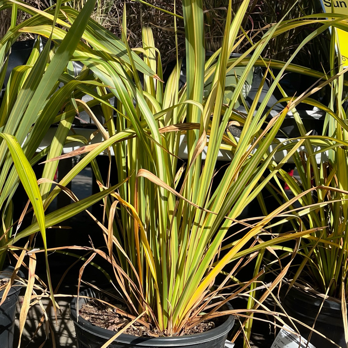 Apricot Queen New Zealand Flax