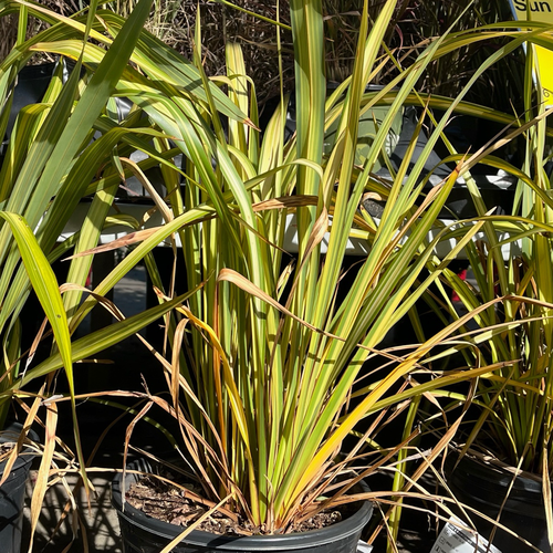 Apricot Queen New Zealand Flax