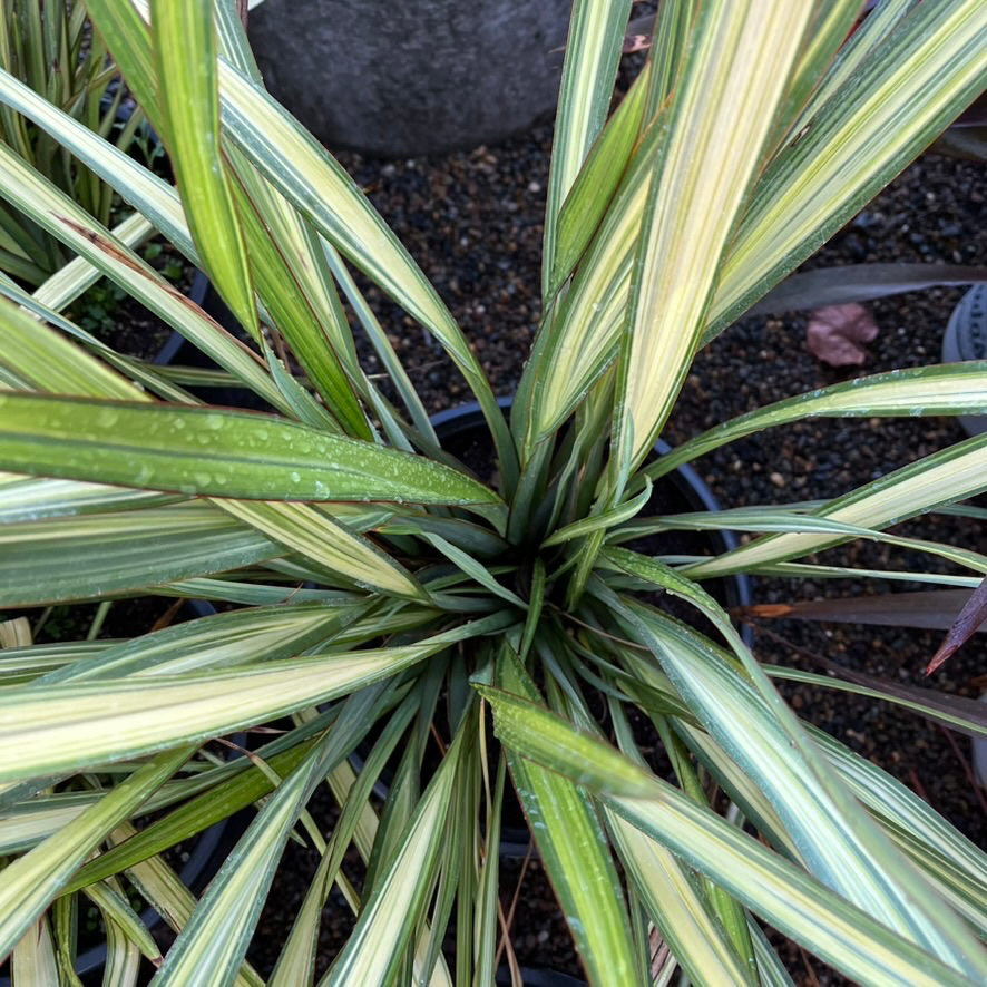 Apricot Queen New Zealand Flax