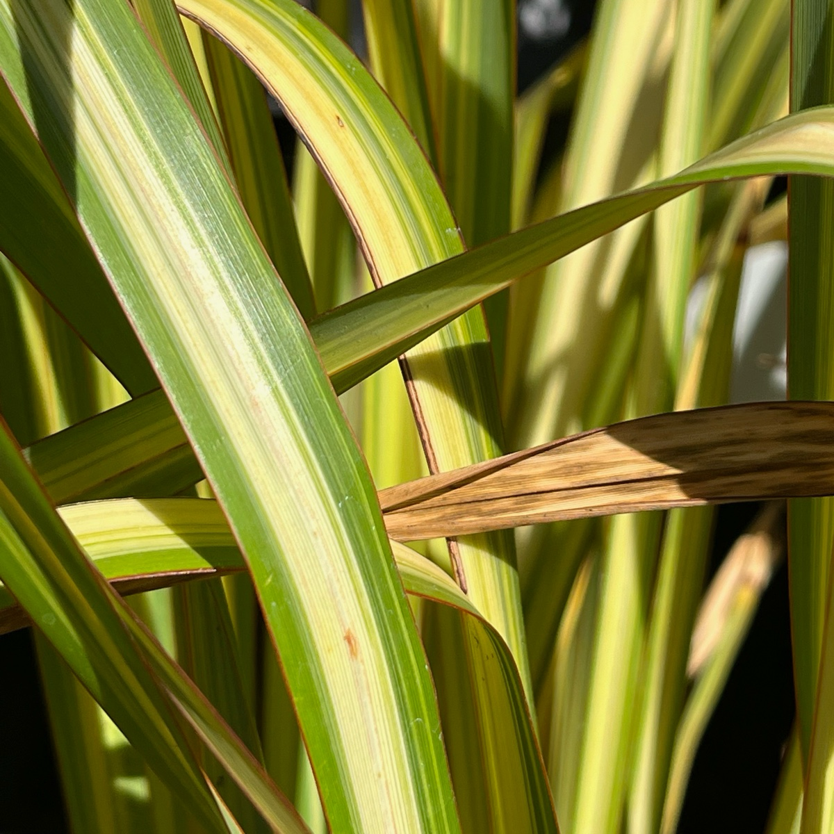 Apricot Queen New Zealand Flax