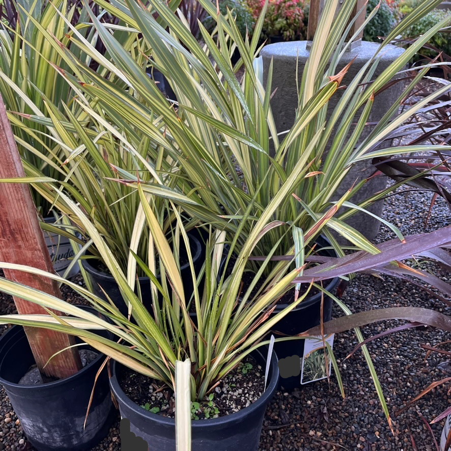 Apricot Queen New Zealand Flax