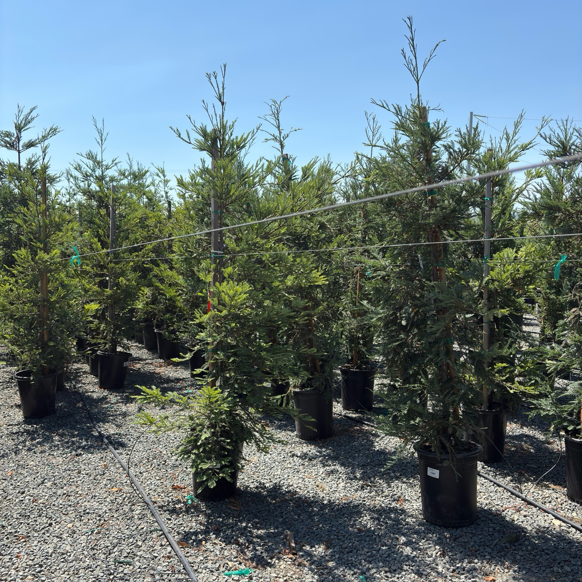 Aptos Blue Coast Redwood