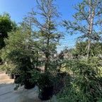 Aptos Blue Coast Redwood