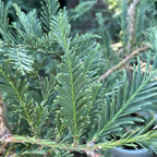 Aptos Blue Coast Redwood