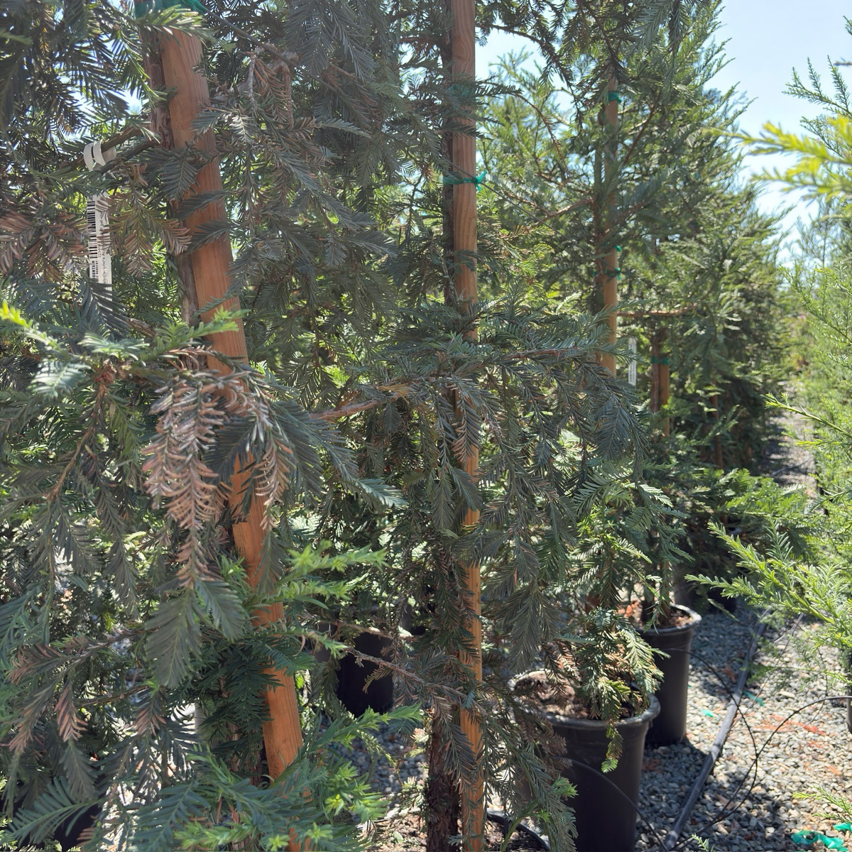 Aptos Blue Coast Redwood