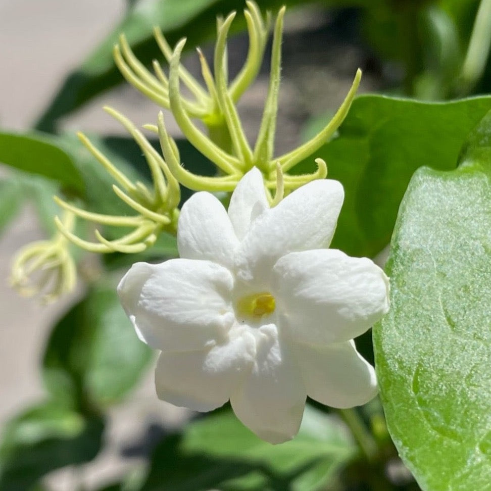 sampaguita indoor plant Arabian Jasmine