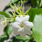 Arabian Jasmine