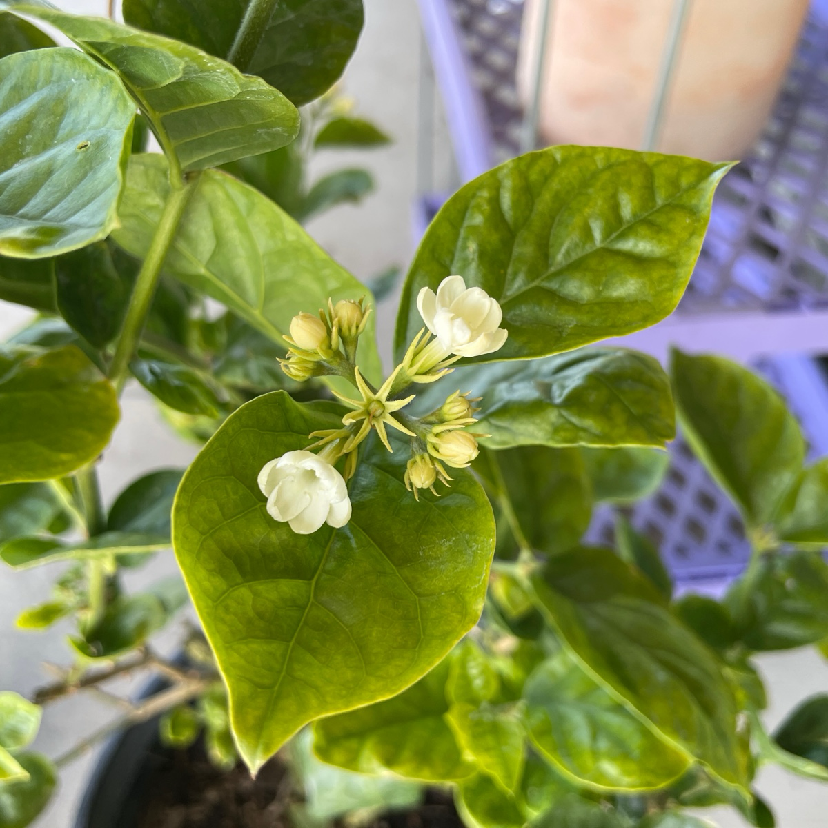 Arabian Jasmine