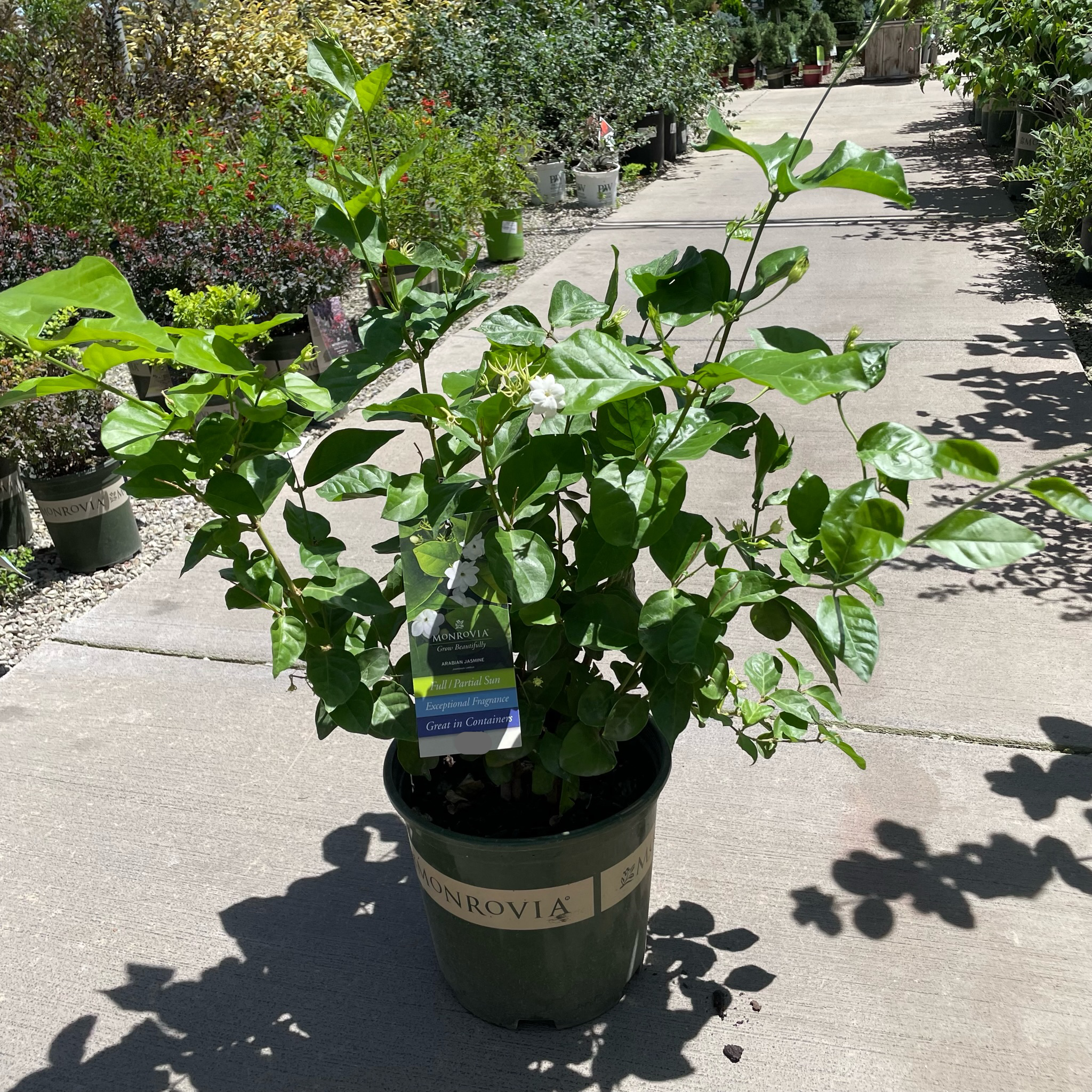 jasmine plant with pot Arabian Jasmine