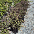 Arabian Lilac