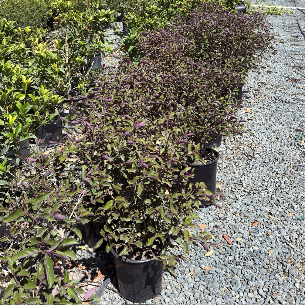Arabian Lilac