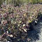 Arabian Lilac