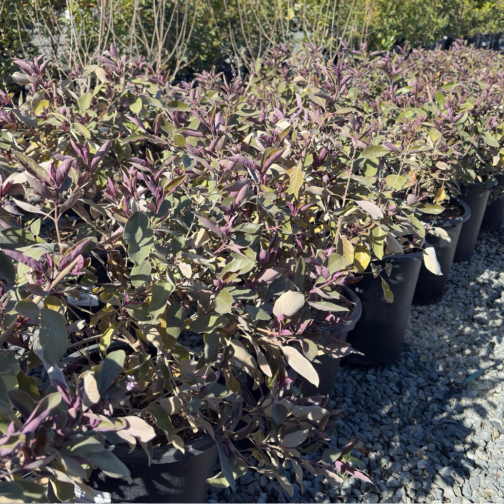 Arabian Lilac