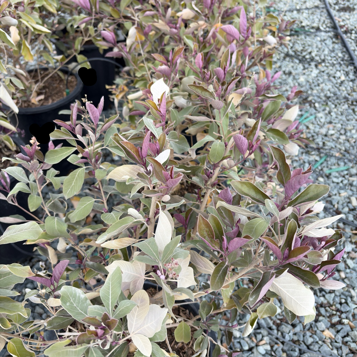 Arabian Lilac
