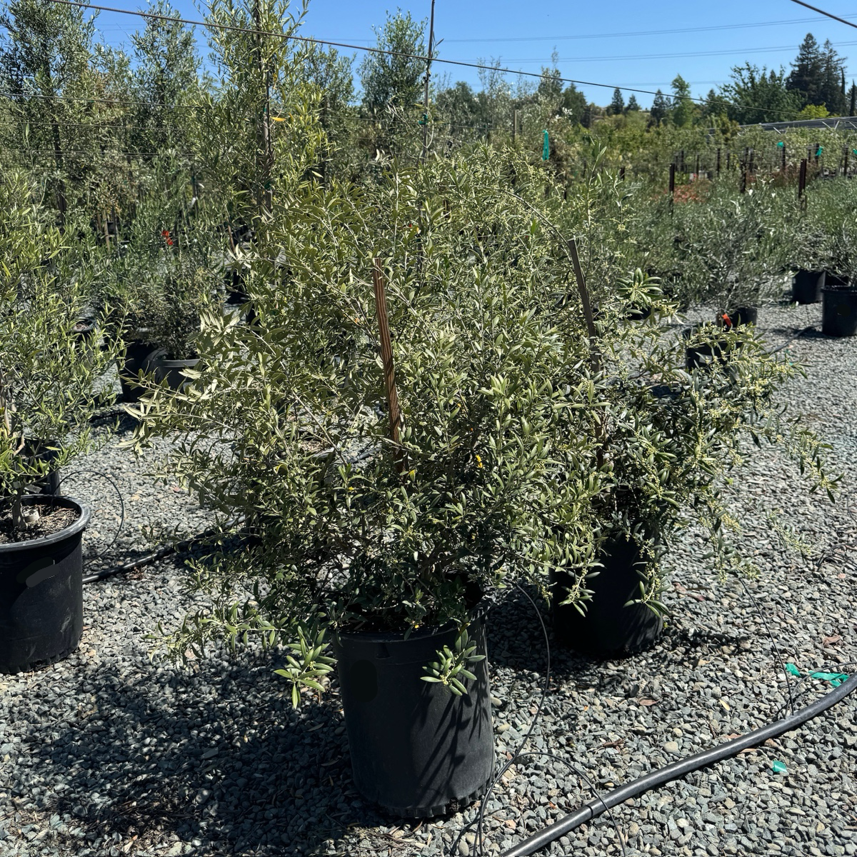 Arbequina Fruiting Olive Tree