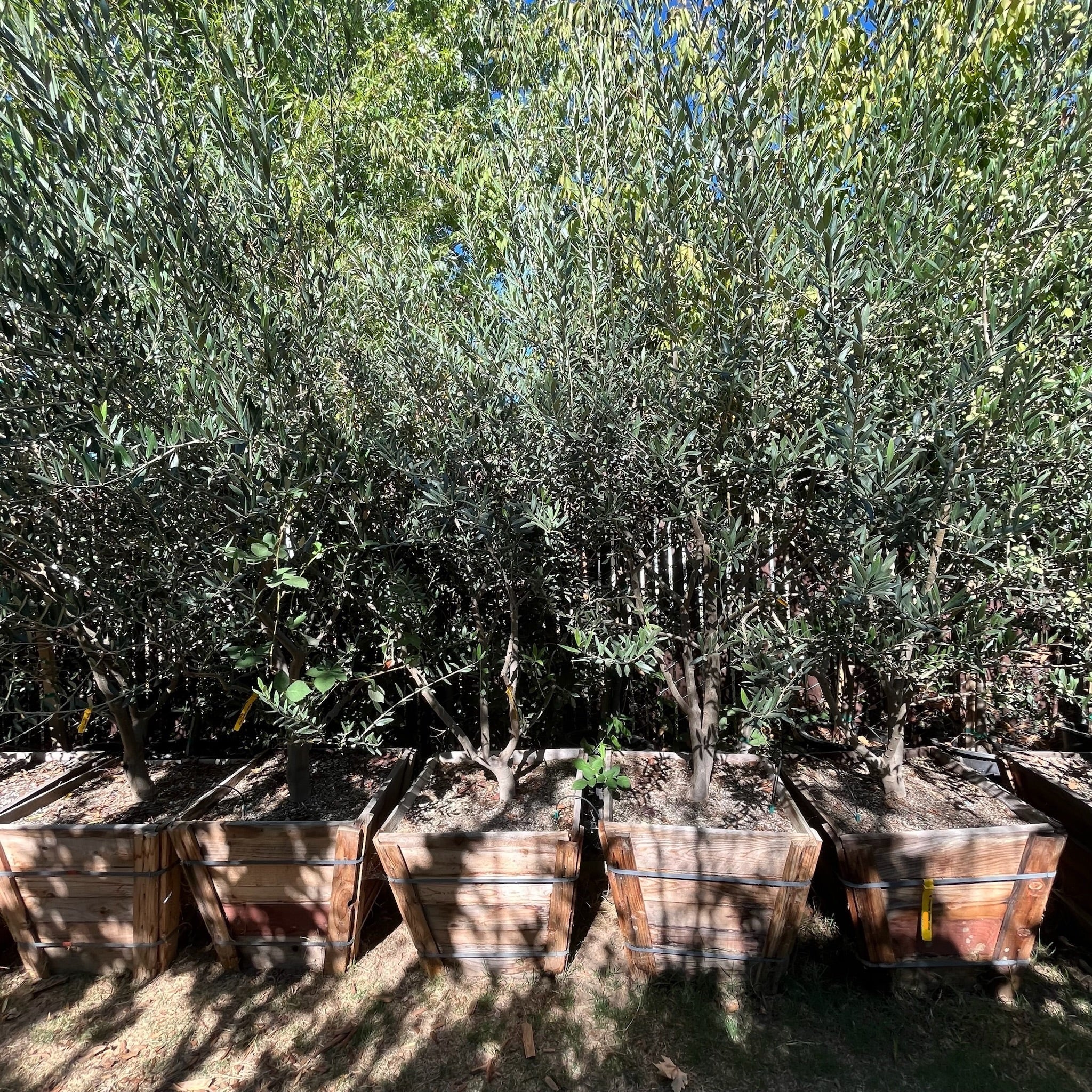 Arbequina Fruiting Olive | Spanish Snack & Oil Olive Tree