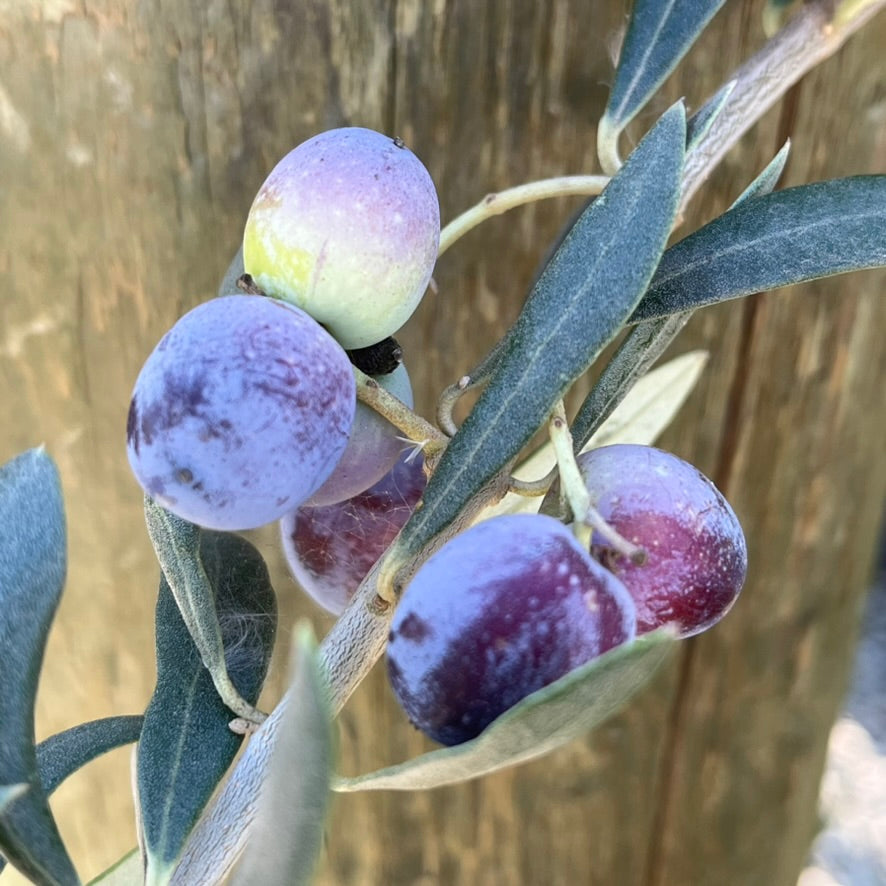 Arbequina Fruiting Olives