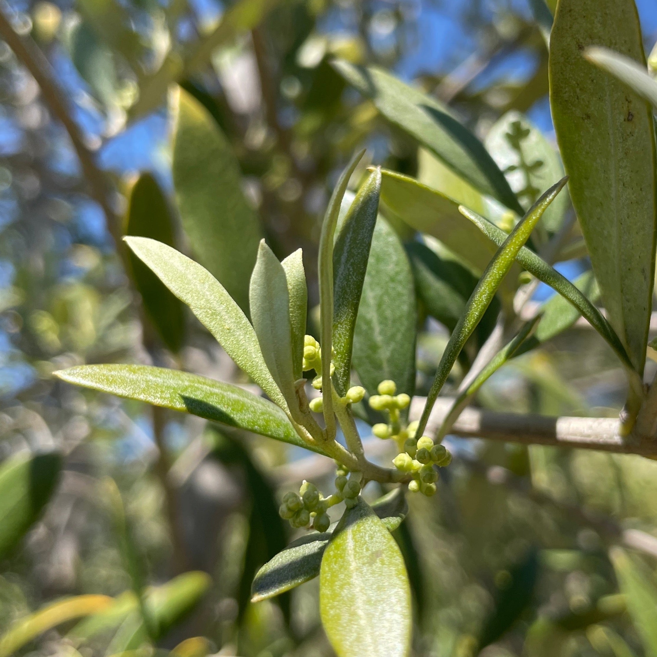 Arbequina Fruiting Olives