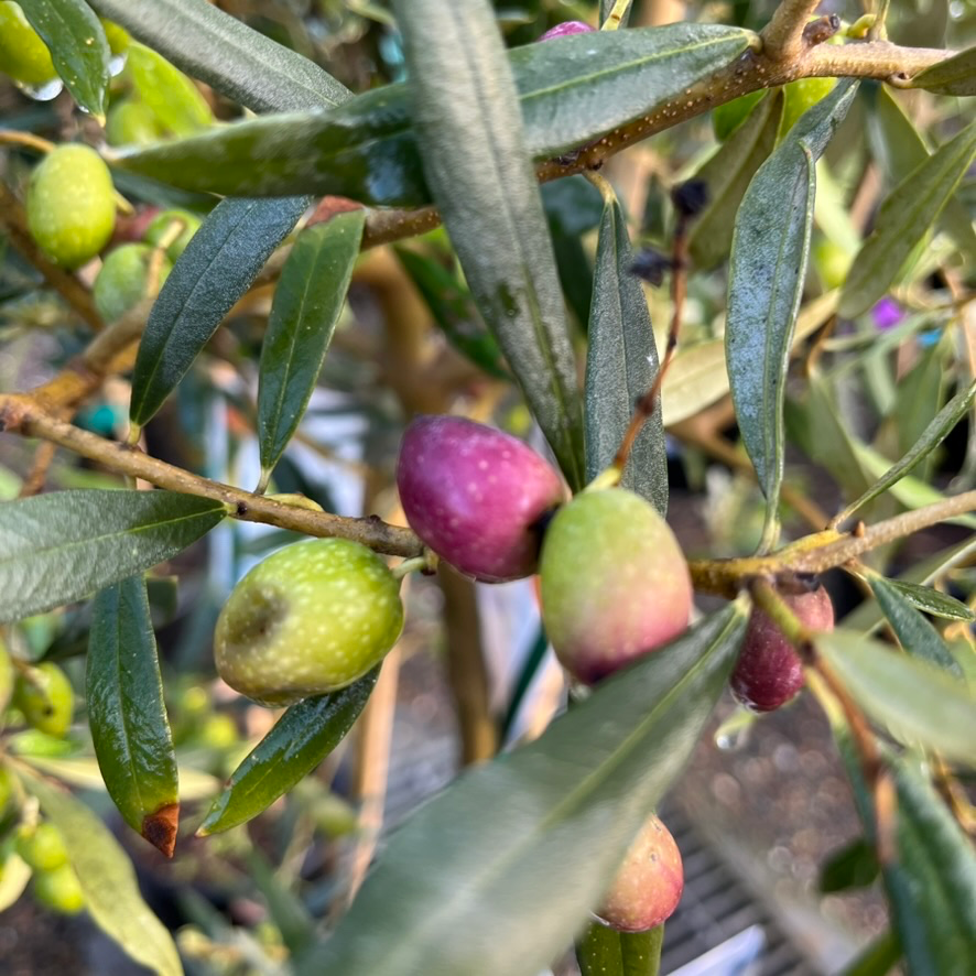 Arbequina Fruiting Olives