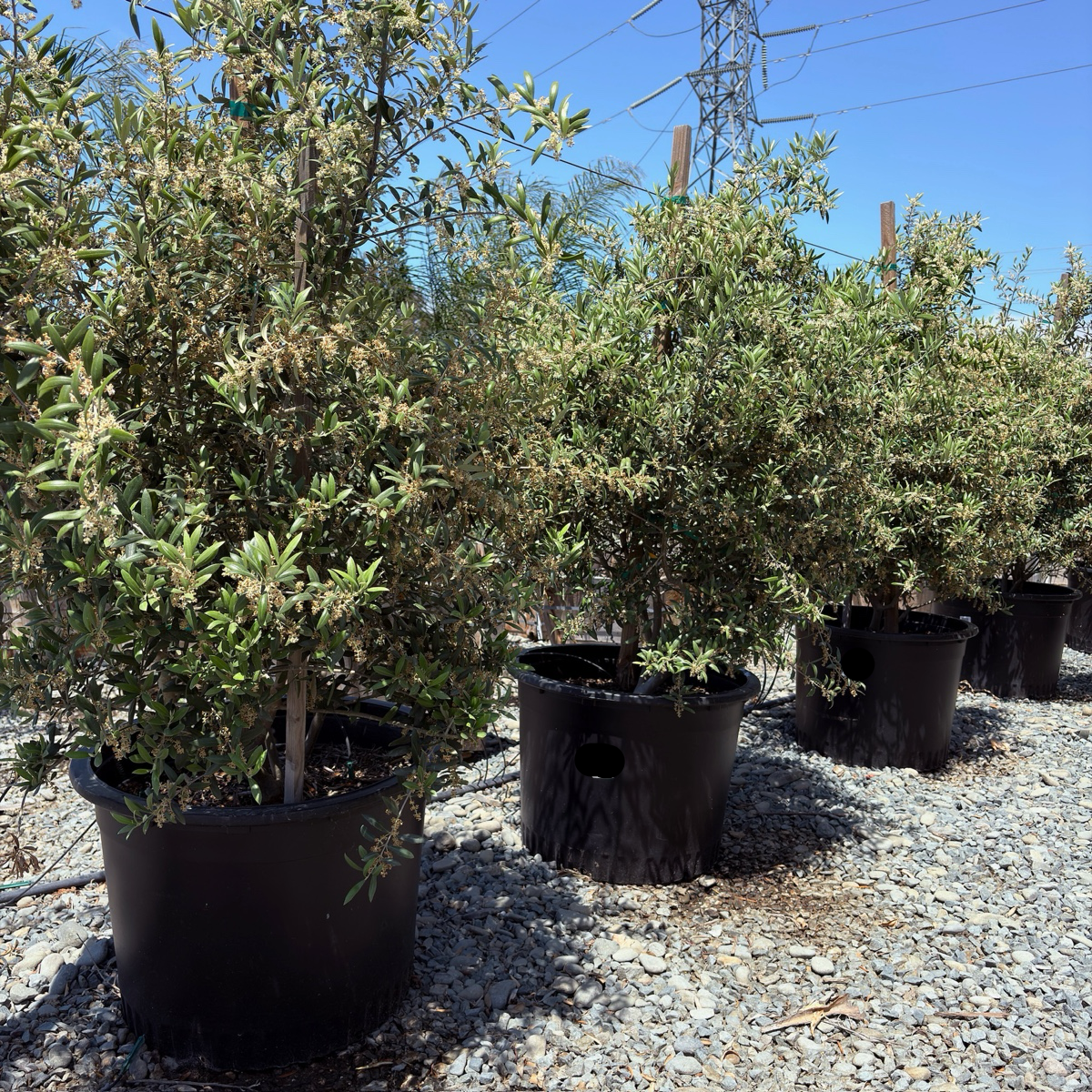 Arbequina Fruiting Olives