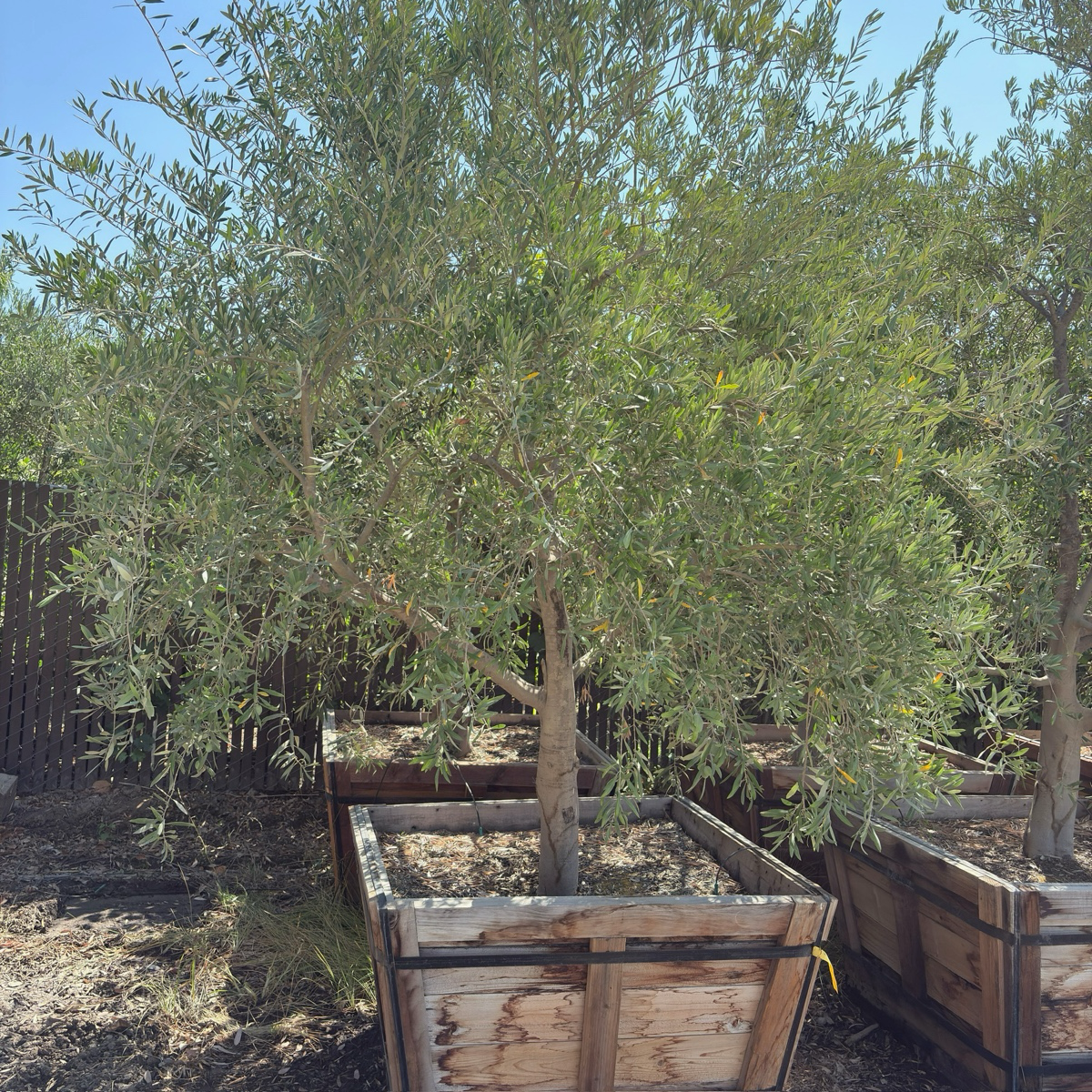 Arbequina Fruiting Olives