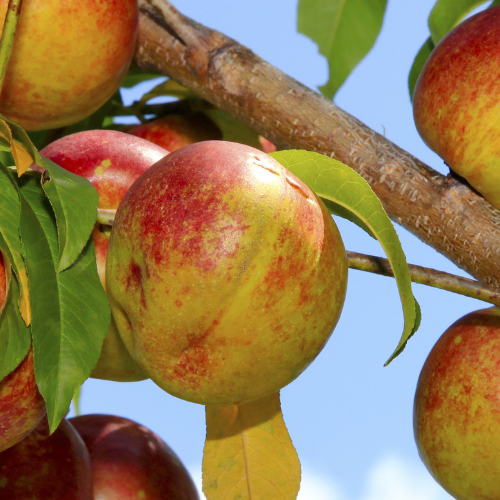 Arctic Blaze Nectarine
