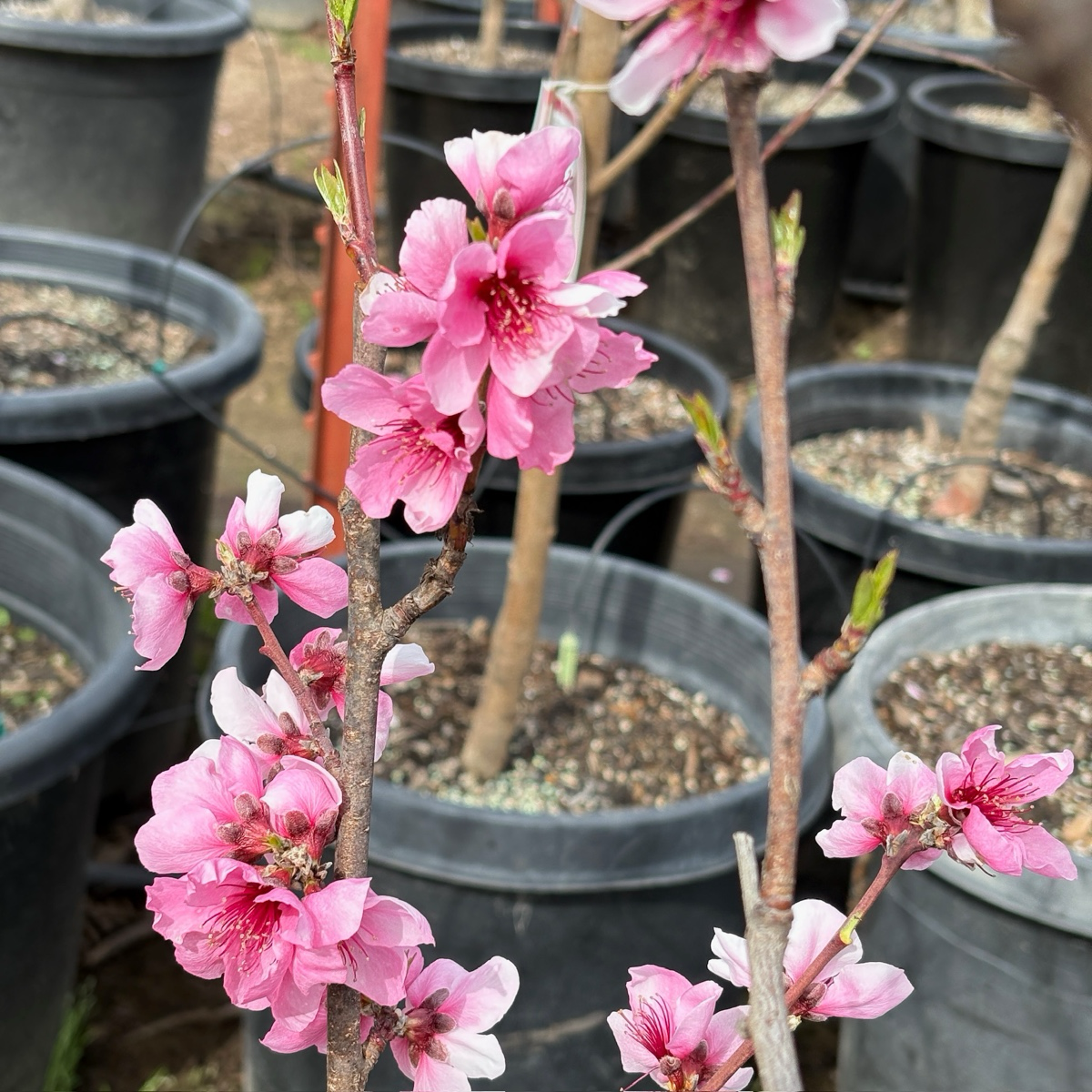 Arctic Blaze Nectarine