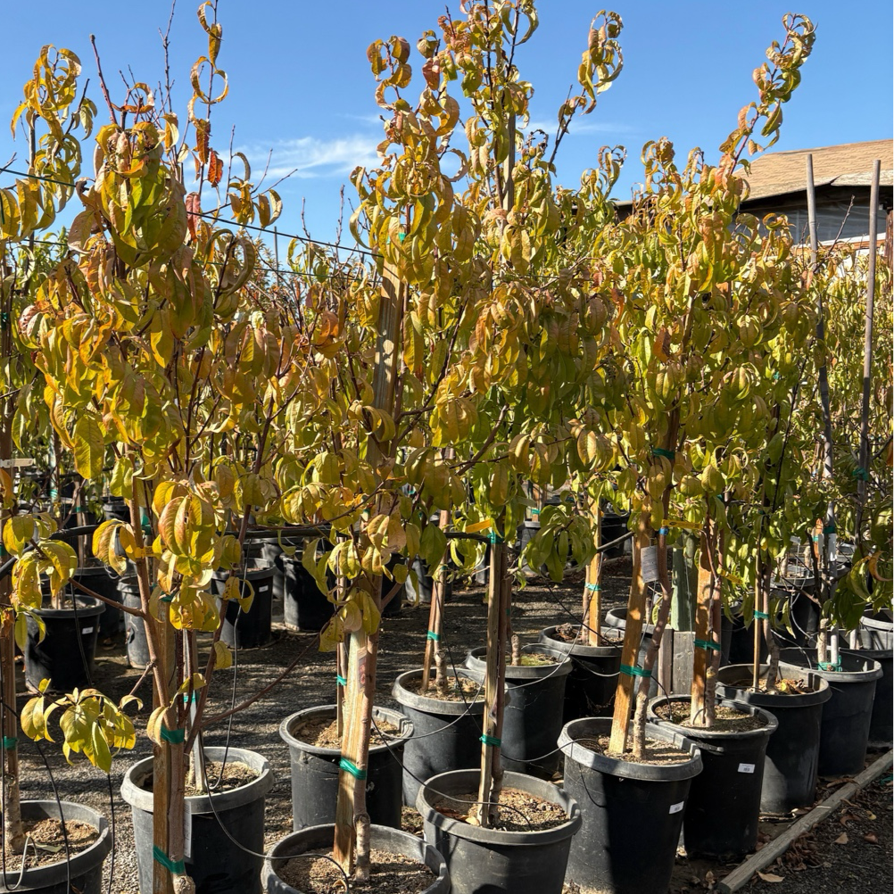 Arctic Blaze Nectarine