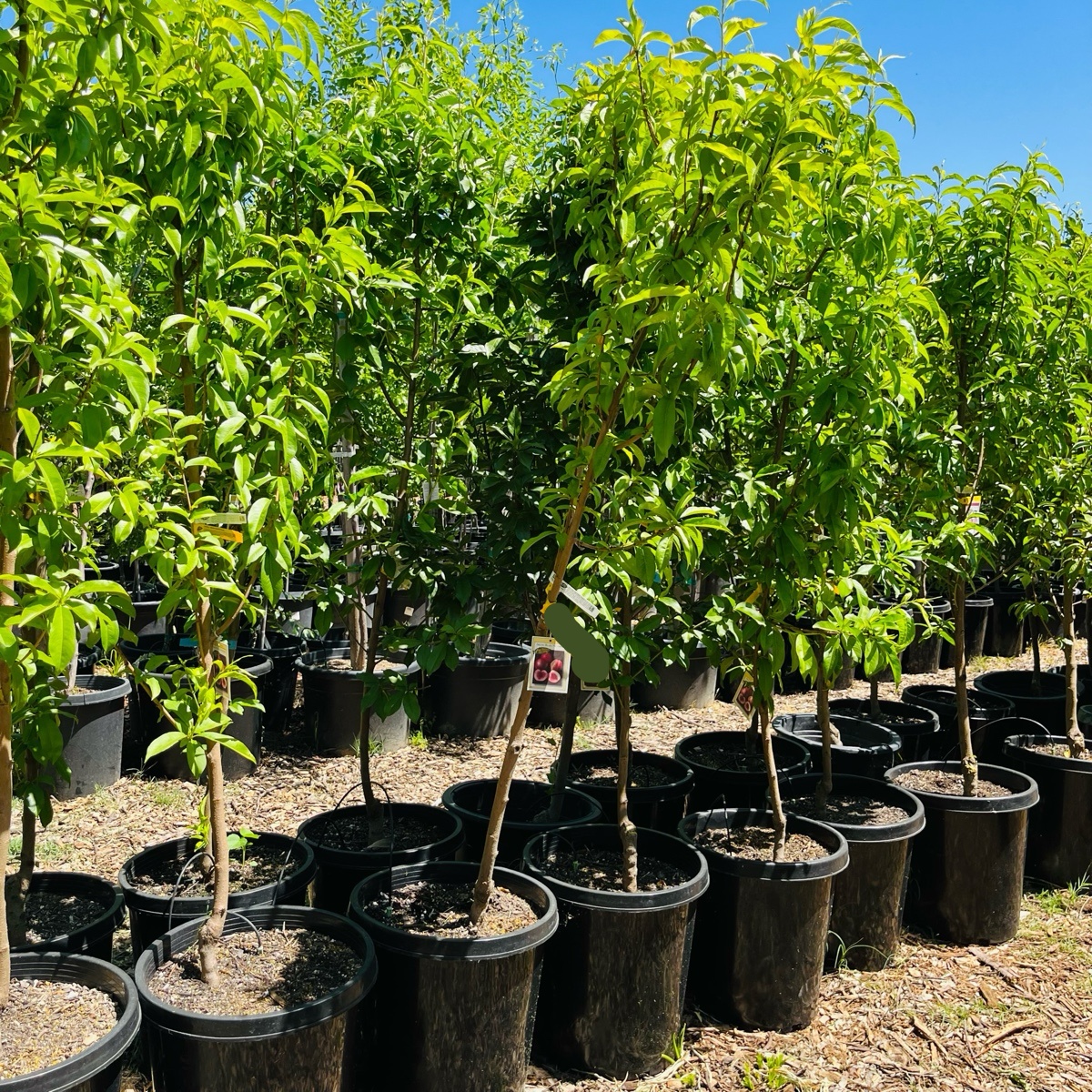 Arctic Blaze Nectarine