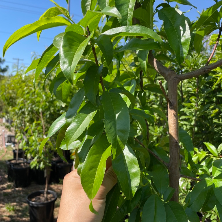 Arctic Blaze Nectarine