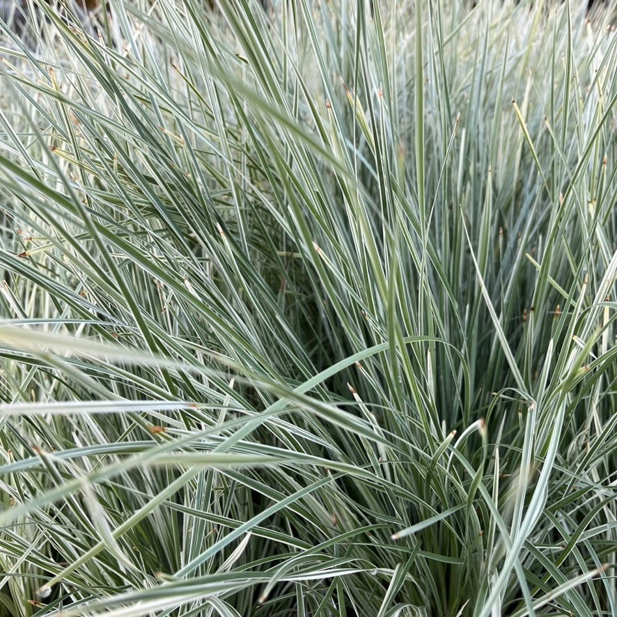 Arctic Frost Mat Rush