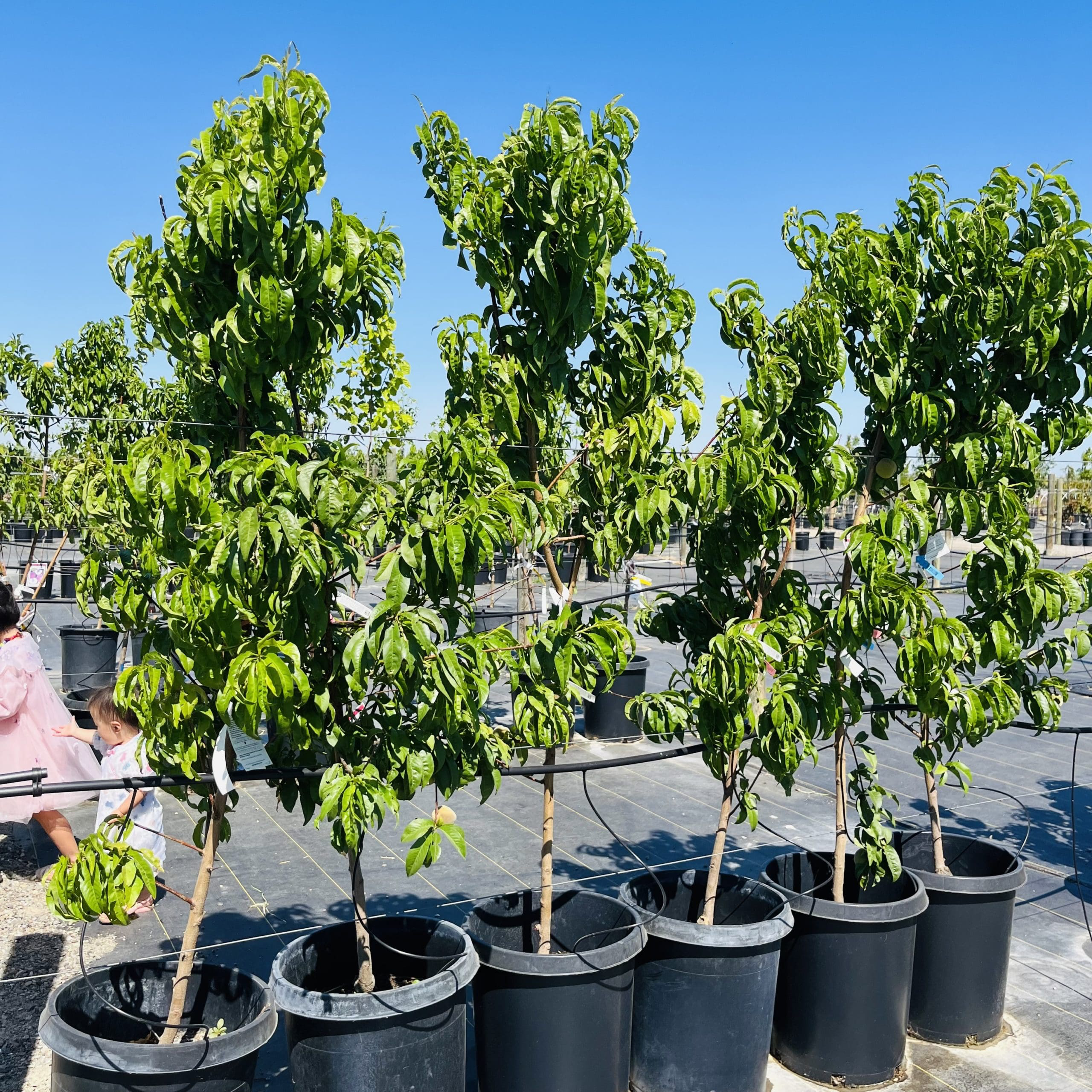 Arctic Supreme  white Peach