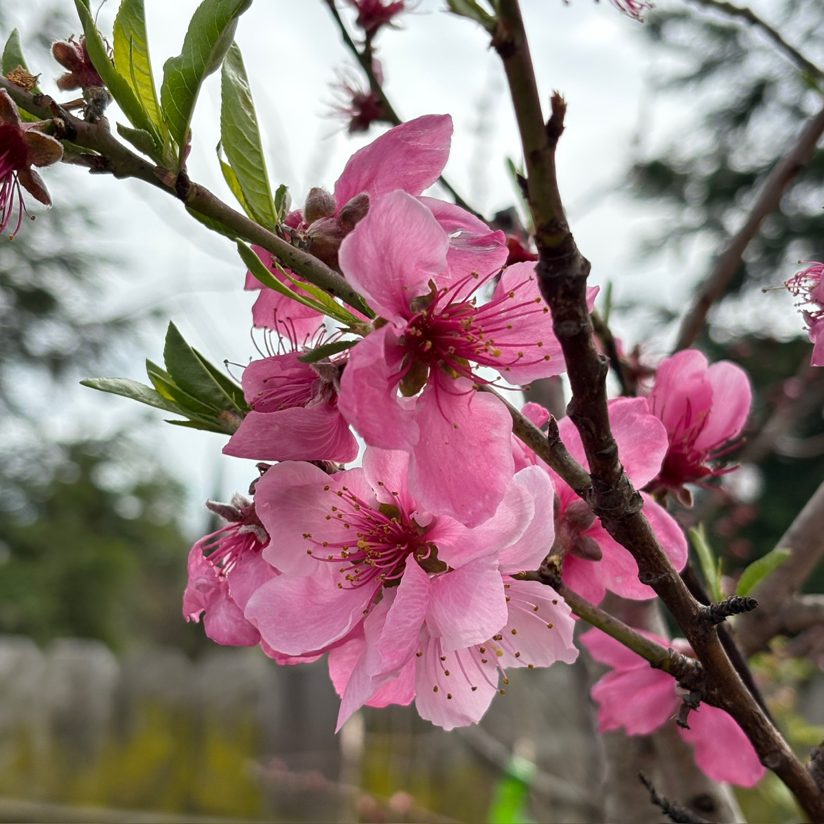 Arctic Supreme  white Peach