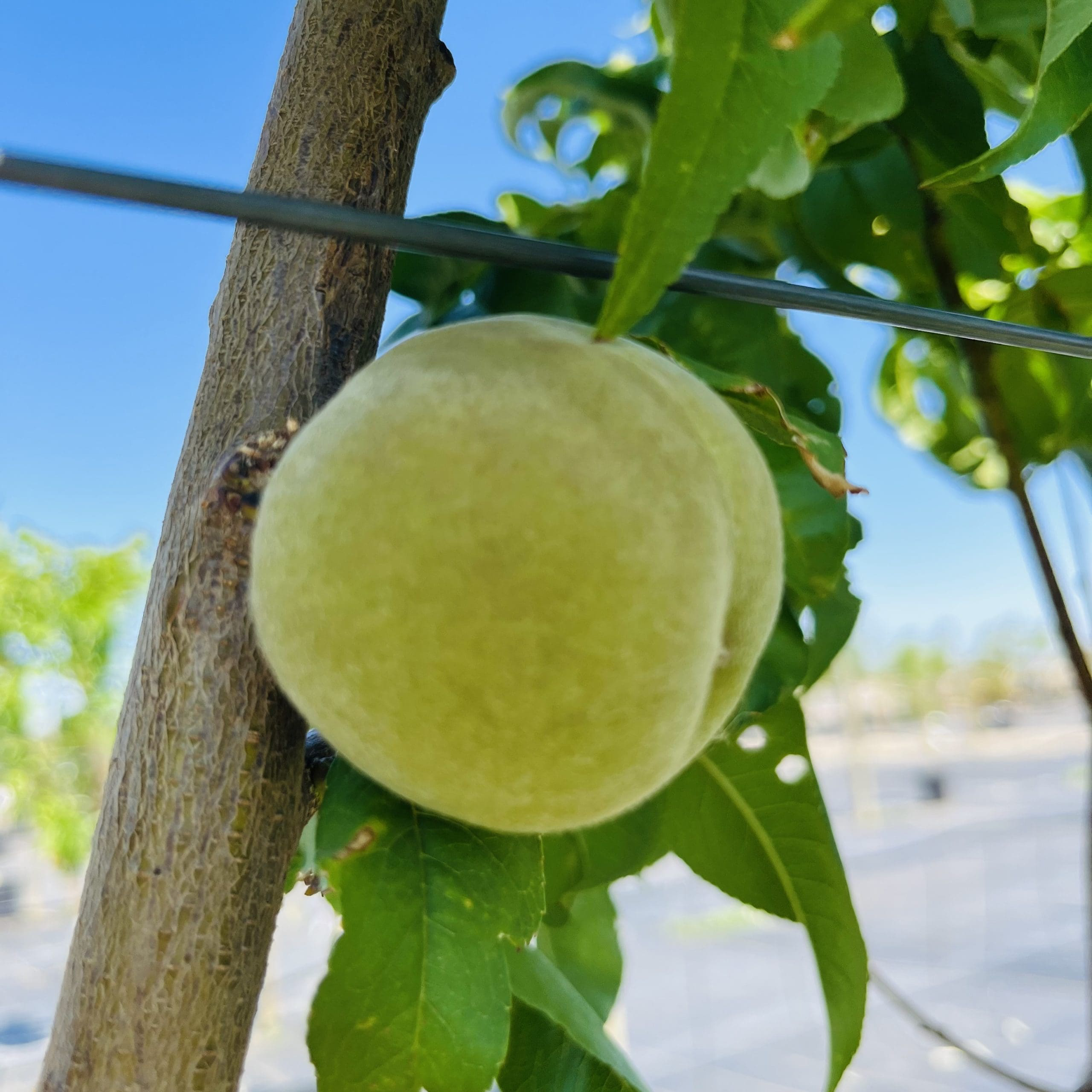 Arctic Supreme  white Peach