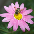 Lolly Marguerite Daisy
