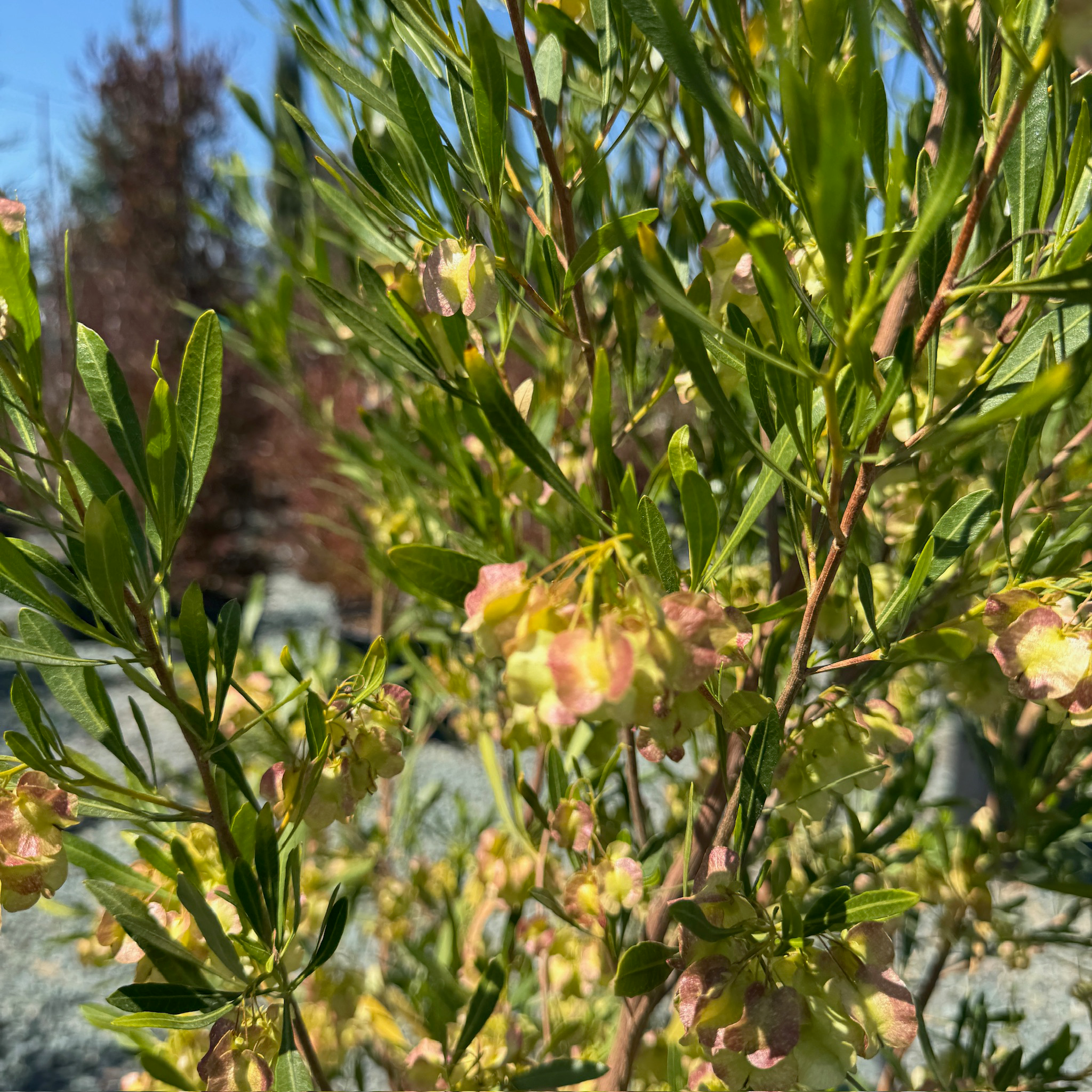 Arizona Green Hopseed Bush