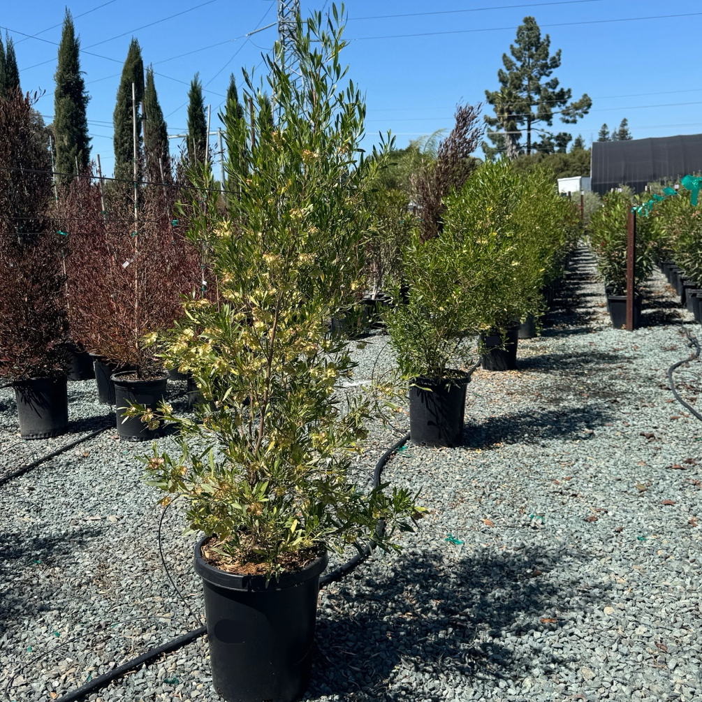 Arizona Green Hopseed Bush | Dense Drought Tolerant Evergreen Arizona Green Hopseed Bush | Dense Drought Tolerant Evergreen
