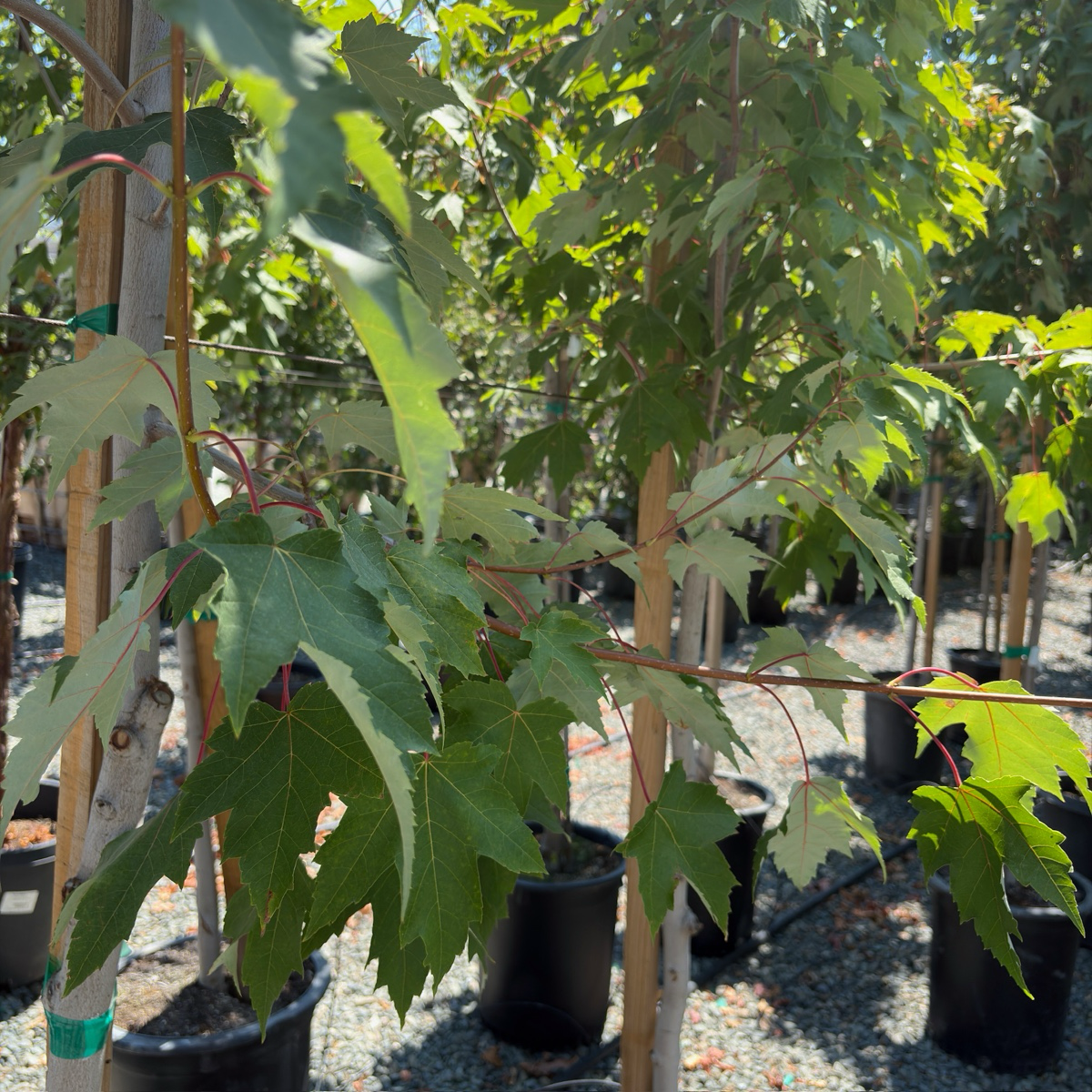 green maple tree indoor plant Armstrong Red Maple