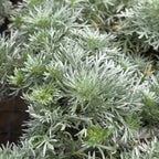 Silver Mound Angel's Hair