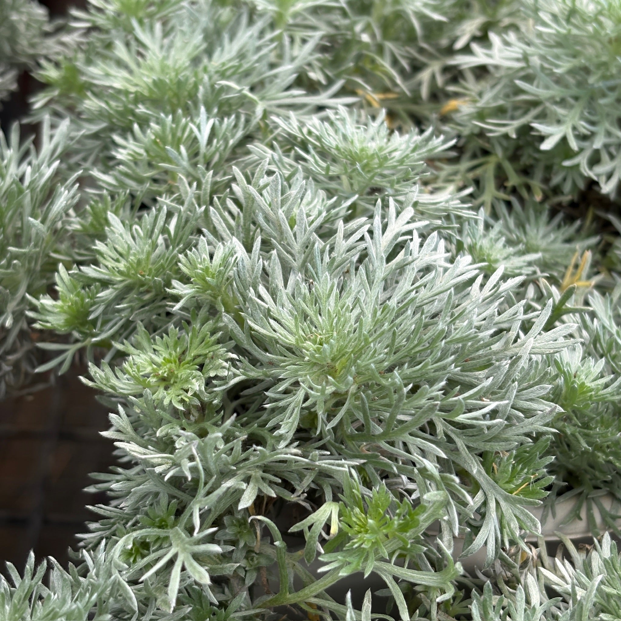 Silver Mound Angel's Hair